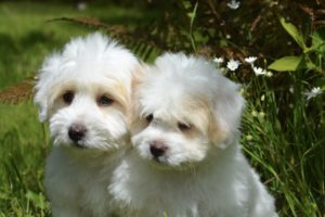 Pets in NYC Who Need An Estate Plan